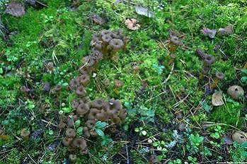 ヴィラ Skitunaes *